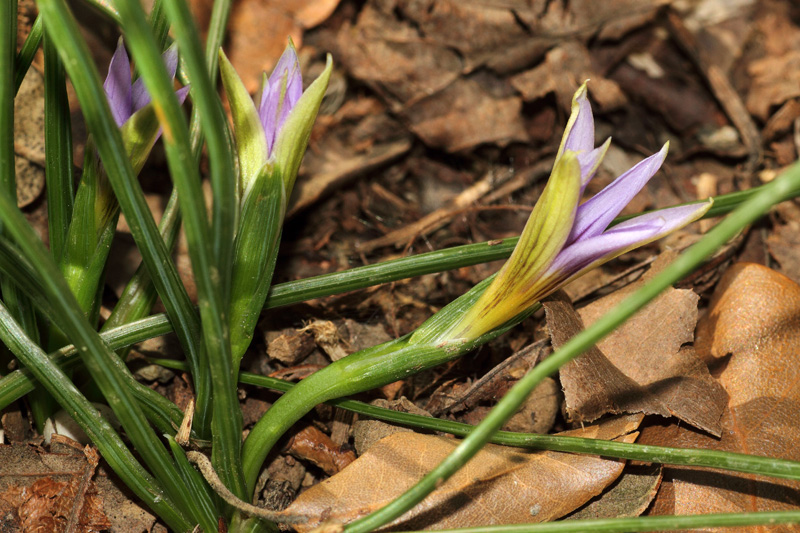 Romulea ramiflora / Zafferanetto ramoso